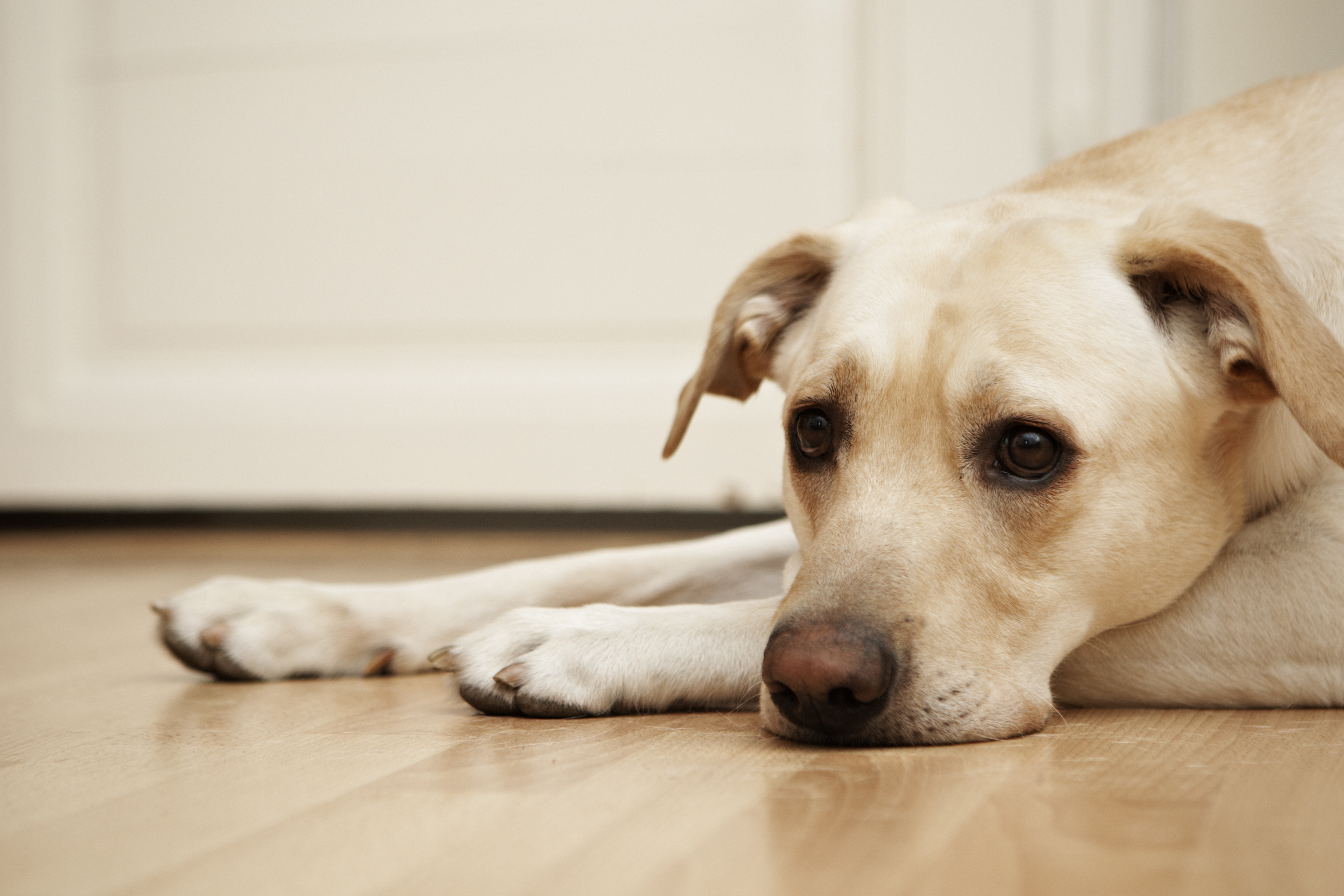 Can I have a wooden floor if I have a dog?